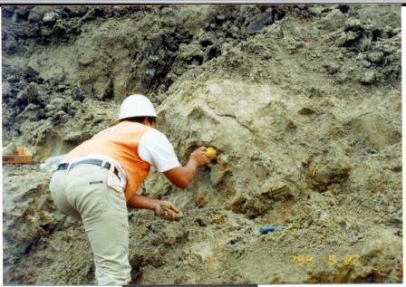 Paleontologist Working to Expose Mastodont Bones